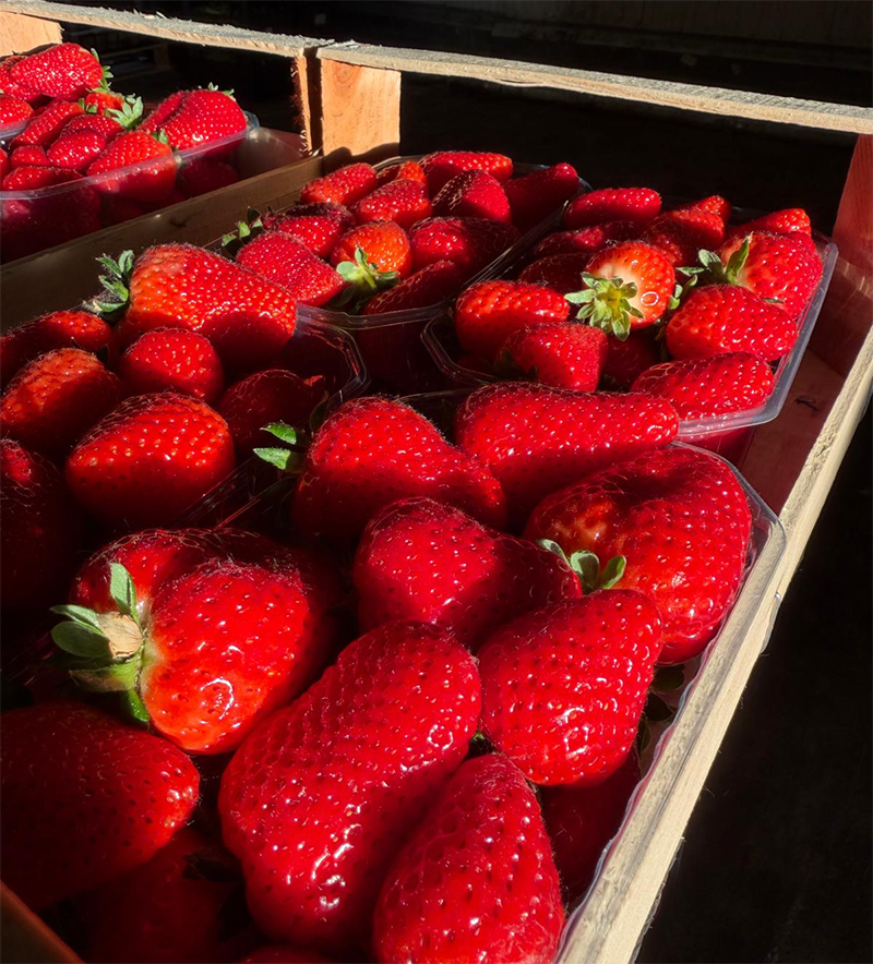 Fragole locali - 4,00 euro al chilogrammo